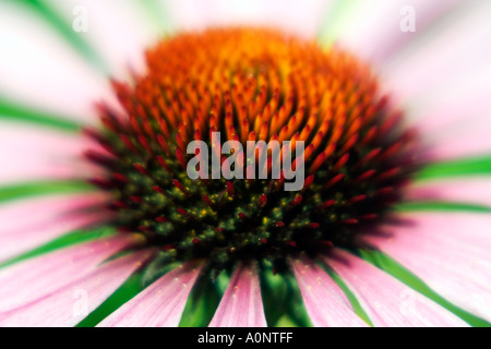 Nahaufnahme der abstrakten Detail der Echinacea-Pflanze mit rosa Blüten und leuchtend orange Stockfoto