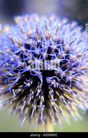 Echinops sphaerocephalus Blume, Nahaufnahme, Detail der Blume an Tatton Park Flower Show, Cheshire Stockfoto