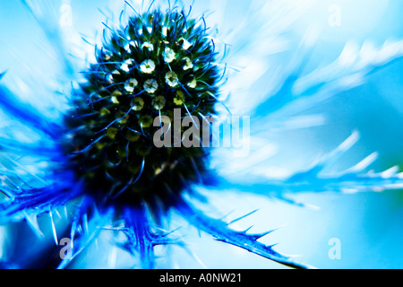 Nahaufnahme von einem blauen Thistle Pant, die feinen Details der Anlage Stockfoto