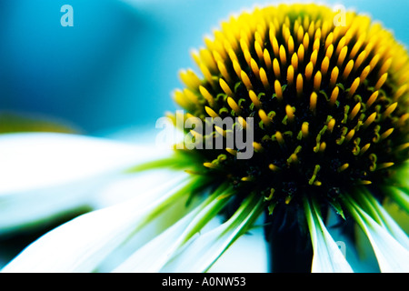 Nahaufnahme der abstrakten Detail der Echinacea-Pflanze Stockfoto