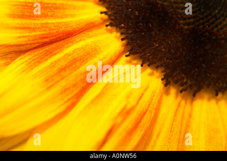 Nahaufnahme Makro-Detail einer Sonnenblumen Pflanze in leuchtendem Gelb mit Zentrum Stockfoto