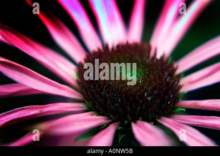 Nahaufnahme der abstrakten Detail der Echinacea-Pflanze Stockfoto