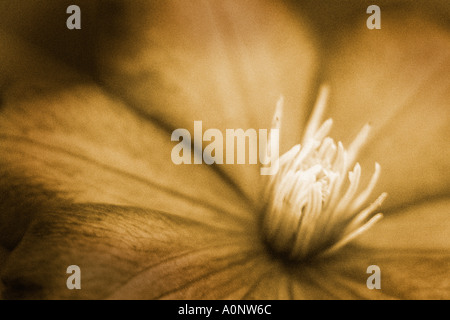 Eine Clematis Viticella Sepia getönt und zeigt Blume Detail hautnah Stockfoto