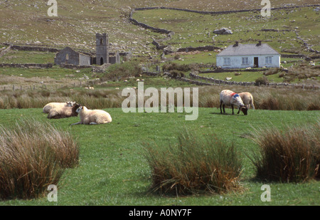 Schafe und verlassenen Kirche in Irland Landschaft Stockfoto