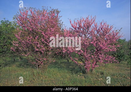 Judasbaum Cercis Siliquastrum Stockfoto