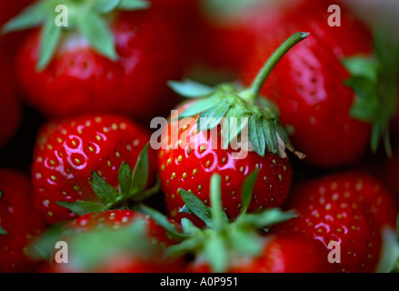 Frisch Erdbeeren gepflückt. Stockfoto