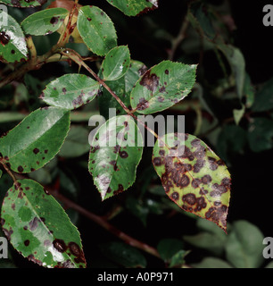 Schwarzer Fleck Diplocarpon Rosae Läsionen auf einem Rosenblatt Stockfoto