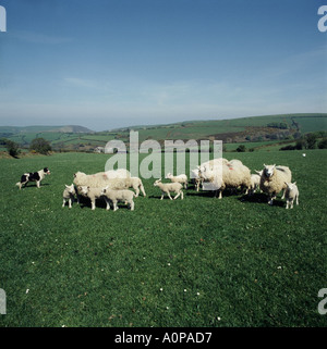 Schäferhund, die Kontrolle der Lämmer und Schafe auf Exmoor Somerset Exmoor Horn Schafe und blau konfrontiert Leicester ram Stockfoto