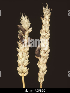 Mutterkorn ersetzen Korn in Mutterkorn Claviceps Purpurea infiziert Reife Weizen Ohr Triticum aestivum Stockfoto