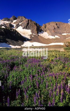 Lupinen blühen an den Ufern des Round Top See im Mokelumne Wildnis El Dorado National Forest Sierra Nevada Kalifornien U Stockfoto