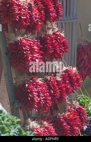 Girlanden Rot-heiße Paprika in einer Gruppe in Albuquerque New Mexico USA hängen Stockfoto