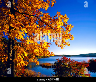 Yellow Birch im Herbst Harriman State Park New York Stockfoto
