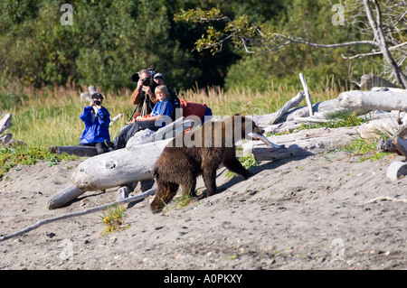 Grizzlybären Ursos Arctos Angeln in küstennahen Creek mit Touristen auf der Suche Katmai Alaska USA August Stockfoto