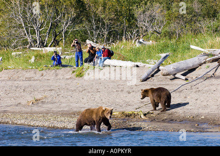 Grizzlybären Ursos Arctos Angeln in küstennahen Creek mit Touristen auf der Suche Katmai Alaska USA August Stockfoto