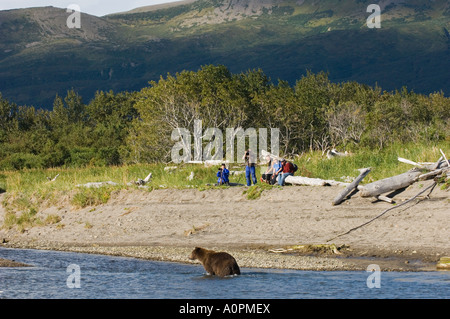 Grizzly Bear Ursos Arctos in küstennahen Creek Katmai Alaska USA August Stockfoto