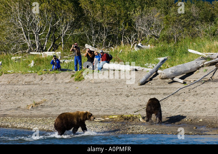 Grizzlybären Ursos Arctos Angeln in küstennahen Creek mit Touristen auf der Suche Katmai Alaska USA August Stockfoto