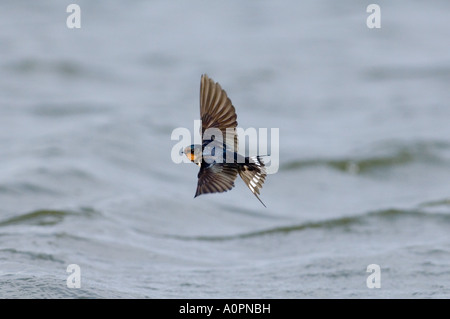 Hirundo Rustica UK Frühling zu schlucken Stockfoto