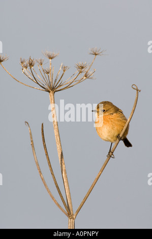 Schwarzkehlchen weibliche Northumberland winter Stockfoto