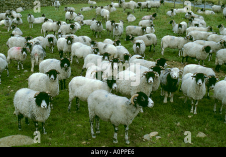 Schafe in einem Feld, swaledales und herdwick, in der Nähe von Ullswater, Lake District, Cumbria, England, UK. Stockfoto