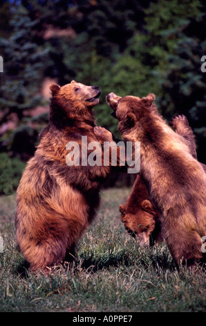 Zwei Grizzlybären (Ursus Arctos Horribilis) kämpfen, in Gefangenschaft Stockfoto