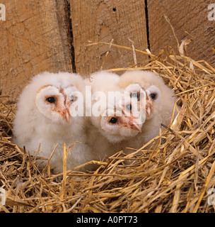 Junge Schleiereule Tyto alba im Nest in der landwirtschaftlichen Gebäude Stockfoto