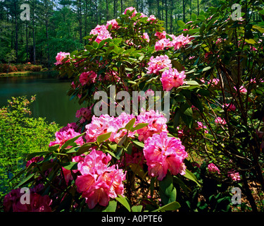 Evergreem Rhododendron Callaway Gardens Pine Mountain Georgia Stockfoto