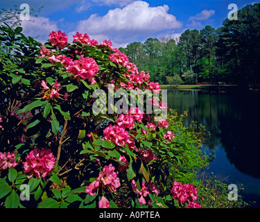 Evergreem Rhododendron Callaway Gardens Pine Mountain Georgia Stockfoto