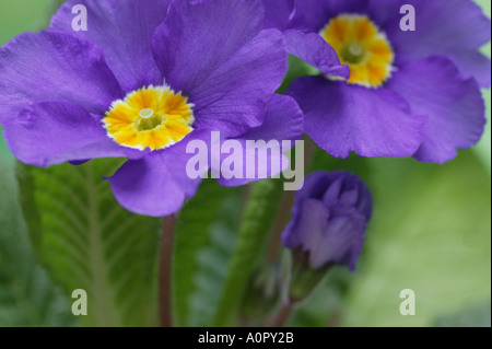 Zwei violette Primeln mit gelben Zentren in Nahaufnahme Stockfoto