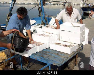 Fischer, Sortierung und Boxen der Fang, Puerto Deportivo de Fuengirola, Fuengirola Port, Costa Del Sol, Spanien, Europa Stockfoto