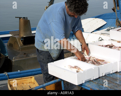 Fischer, Sortierung und Boxen der Fang, Puerto Deportivo de Fuengirola, Fuengirola Port, Costa Del Sol, Spanien, Europa Stockfoto