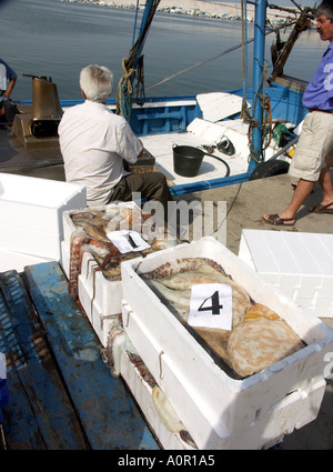 Fischer, Sortierung und Boxen, Fang, Hafen von Fuengirola, Costa Del Sol, Andalusien, Spanien Stockfoto