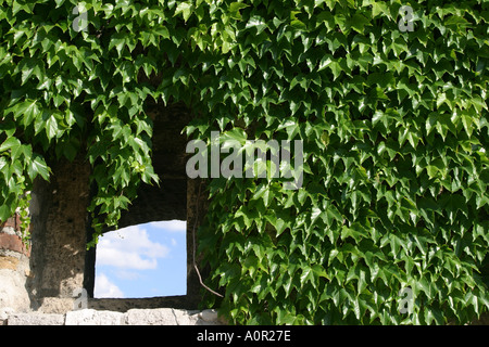 Ivy verkleideten Wand des königlichen Palastes und Blick auf Budapest in Ungarn Stockfoto