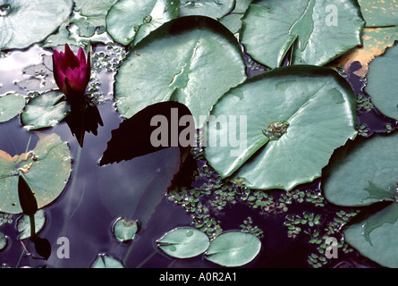 Wasser-Seerosen im Gartenteich Stockfoto