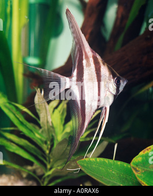 Tiefen Kaiserfisch Stockfoto