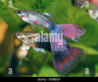 Guppy Stockfoto