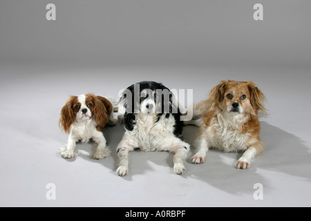 Mischling Hund und Cavalier King Charles Spaniel Stockfoto