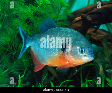 Natterer Piranha Stockfoto