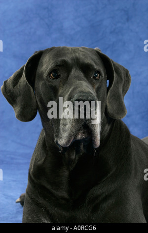 Deutsche Dogge Stockfoto