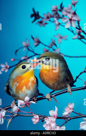 Pekin Robin / rot-billed Leiothrix Stockfoto