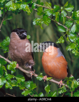 Gimpel Stockfoto