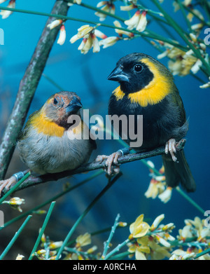 Kubanische Grassquit Stockfoto