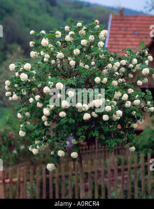Guelder Rose Stockfoto