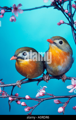 Pekin Robin / rot-billed Leiothrix Stockfoto