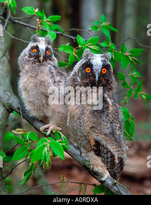Waldohreule Stockfoto