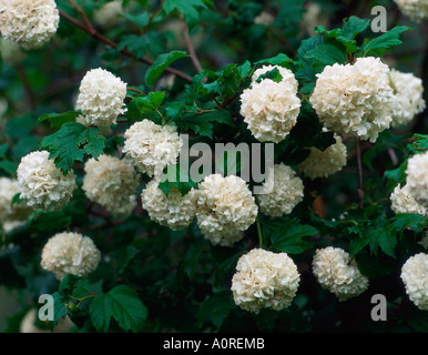 Guelder Rose Stockfoto