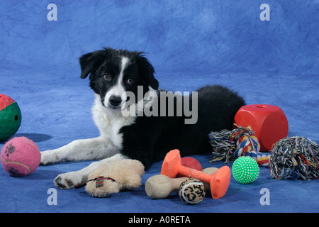 Border Collie Stockfoto