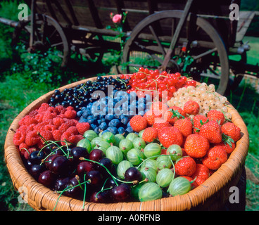 Obst im Korb Stockfoto