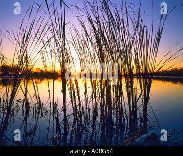 Schilf entlang Platte River auf einer Herbst Sonnenaufgang Sandy Kanal State Recreation Area in der Nähe von Kearney Nebraska Stockfoto