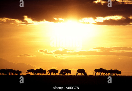 Eine lange Reihe von Gnus Silhouette gegen den Sonnenuntergang in der Masai Mara National Reserve Kenia in Ostafrika Stockfoto