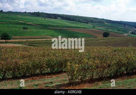 Rollng Weinberge von Marey Les Fussey über Nuits St Georges, Cote d ' or, Burgund, Frankreich Stockfoto